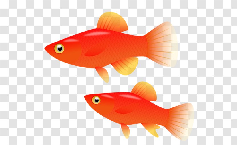 Goldfish Southern Platyfish Clip Art - No Fish Cliparts Transparent PNG