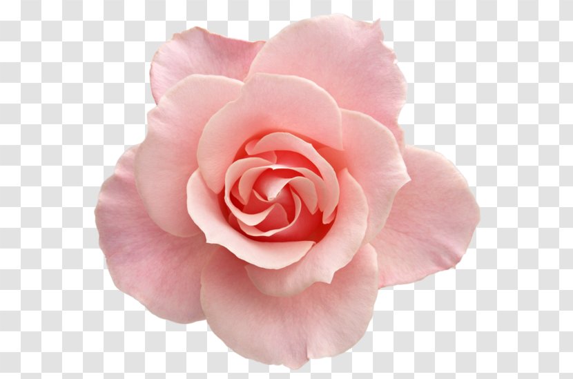 Flower Rose Pink Clip Art - Artificial - Pastoral Picture Wind Element Transparent PNG