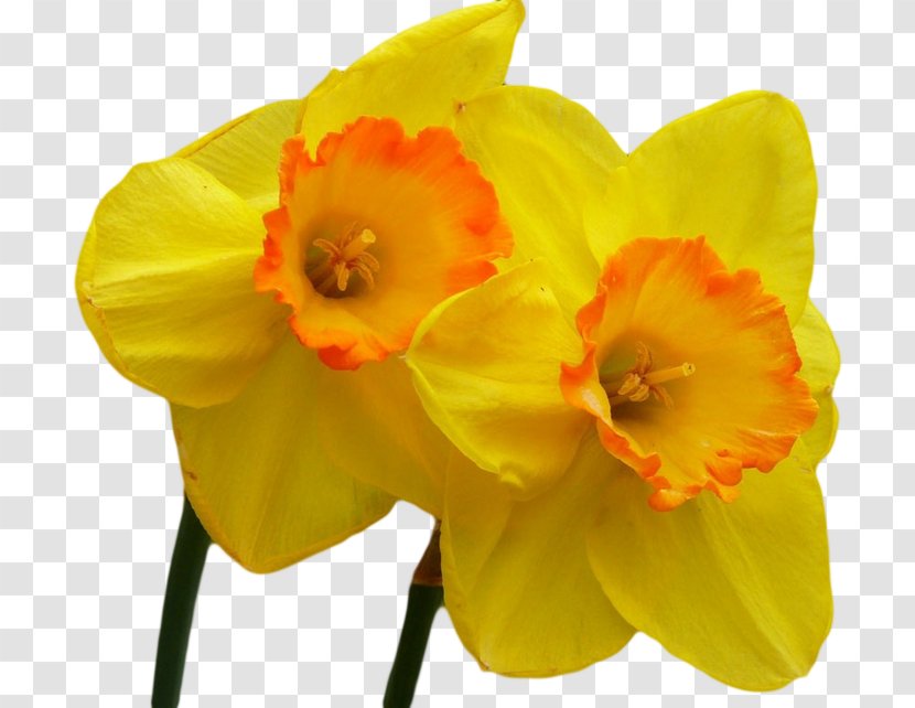 Desktop Wallpaper Yellow Display Resolution Flower Metaphor - Daffodil Transparent PNG