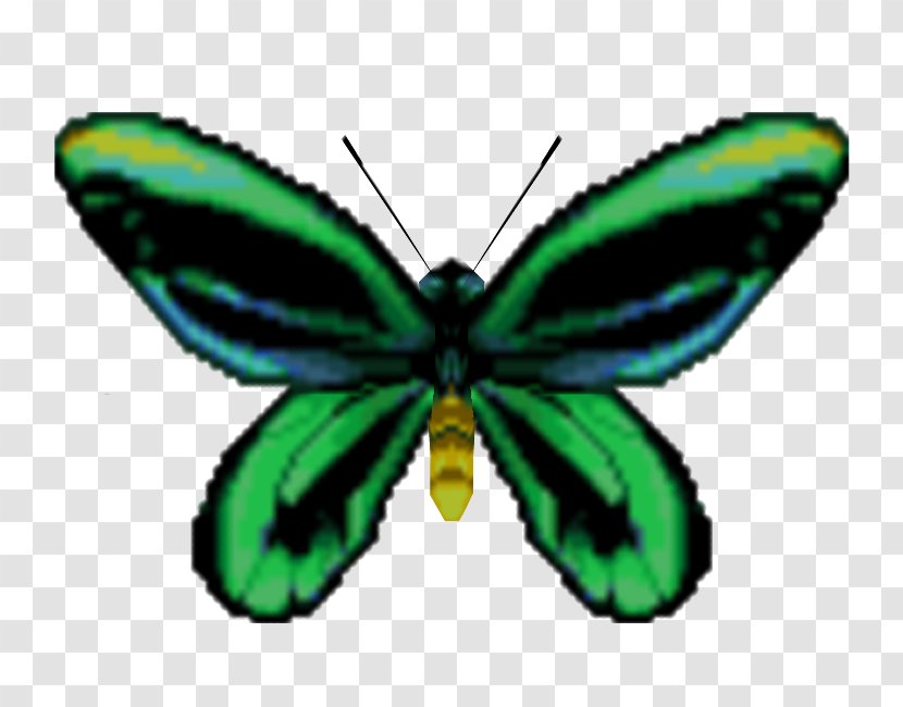 Monarch Butterfly Ornithoptera Priamus Birdwing Allotei - Lycaenid Transparent PNG