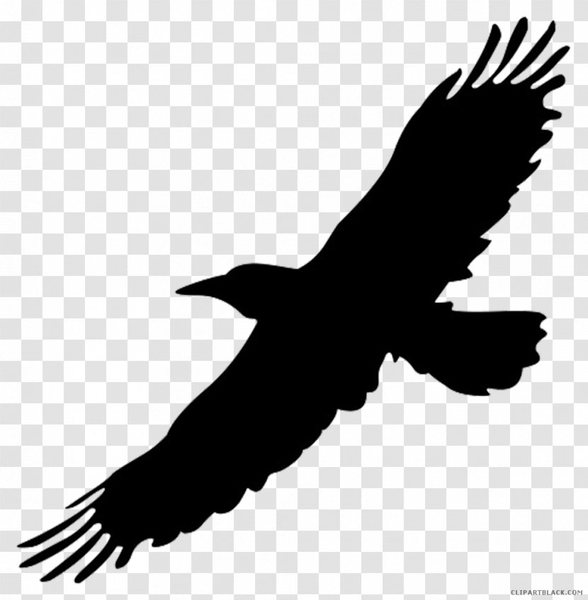 Clip Art Crow Bird Image - Drawing Transparent PNG