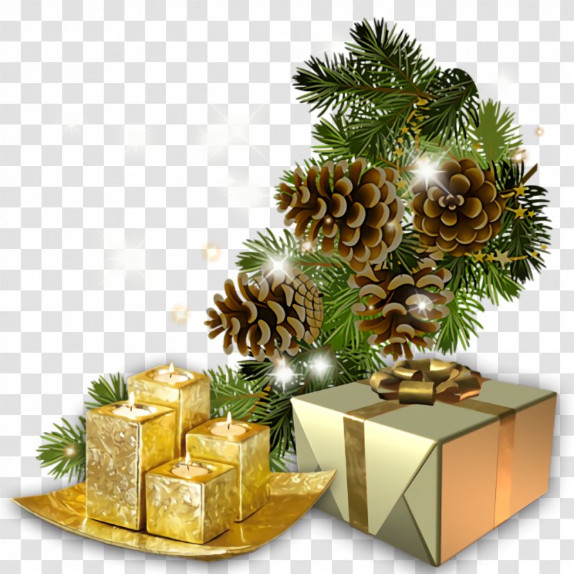 Christmas Gift New Year - Plant - Colorado Spruce Pine Family Transparent PNG