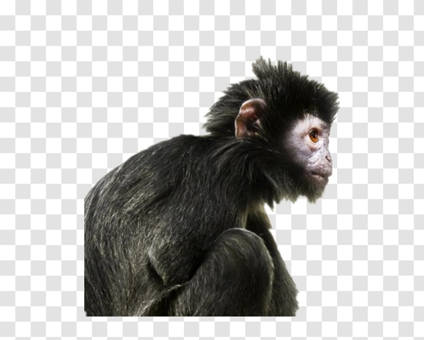 Ape Primate Human Evolution Gorilla - Charles Darwin - Black Transparent PNG