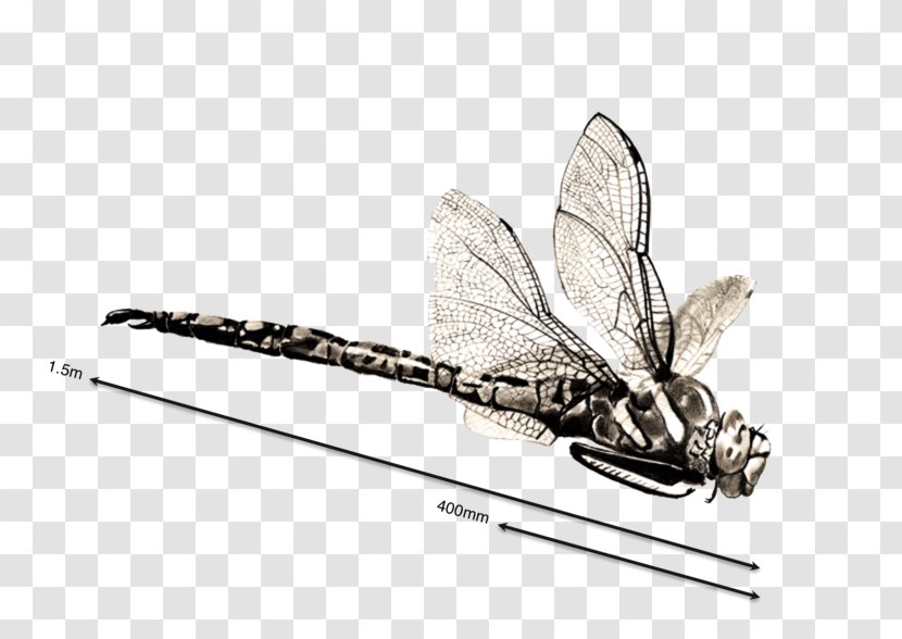 Pencil Cartoon - Wing - Quill Membranewinged Insect Transparent PNG