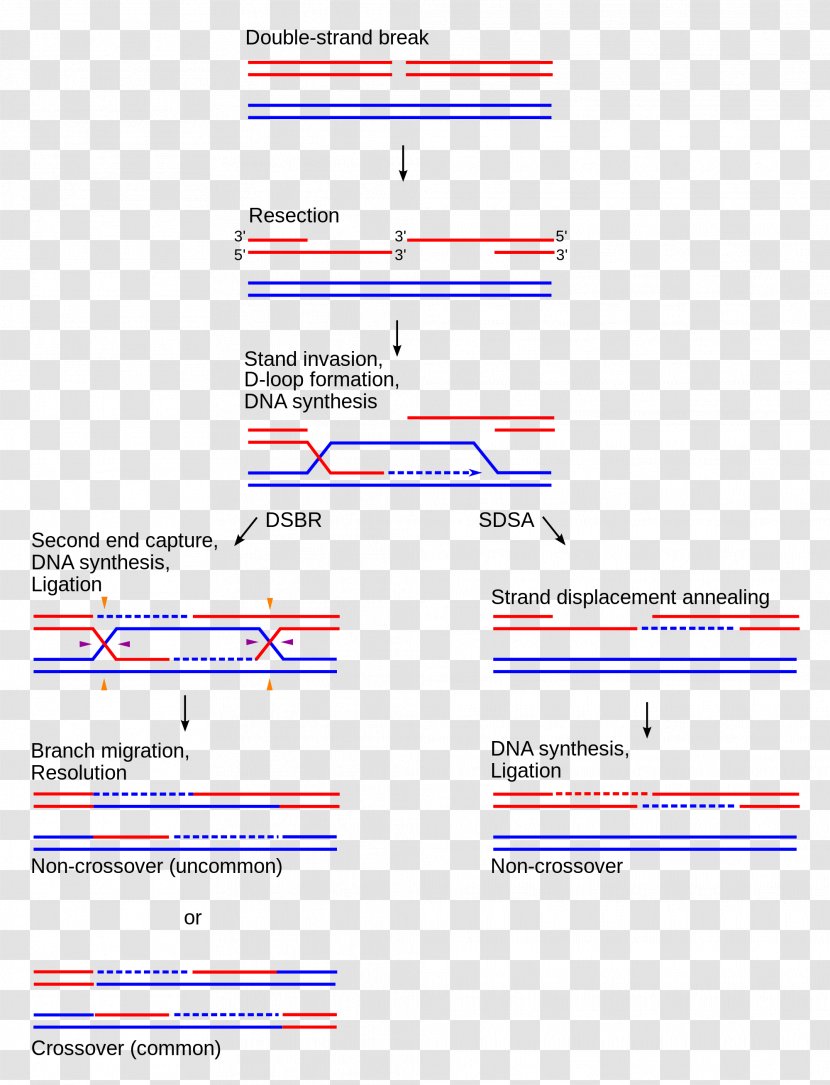 Holliday Junction Chromosomal Crossover Synthesis-dependent Strand Annealing Homologous Recombination Organization - Thumbnail - Circuit Board Factory Transparent PNG