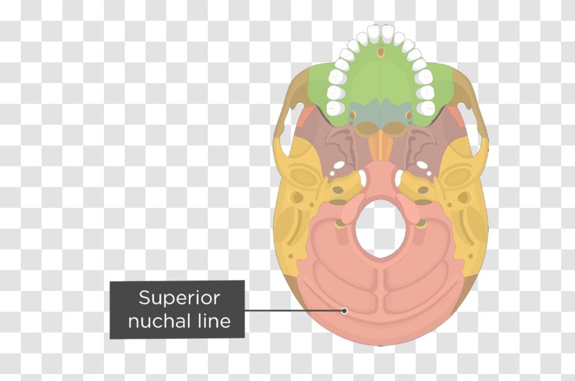 Pterygoid Processes Of The Sphenoid Hamulus Medial Muscle Lateral Bone - Skull Transparent PNG
