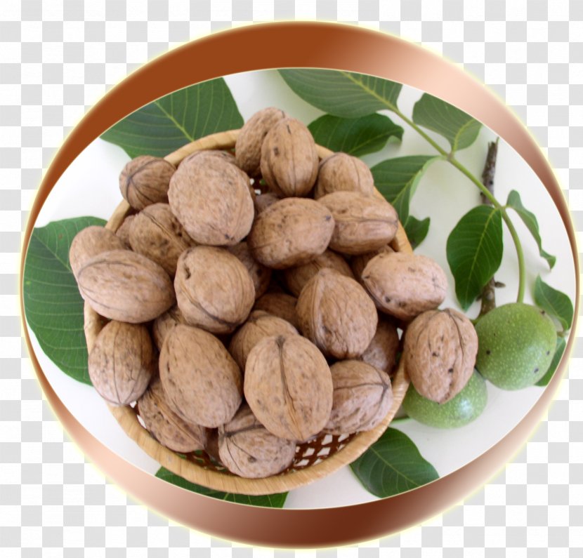 English Walnut Nucule Vegetarian Cuisine - Cultivar Transparent PNG