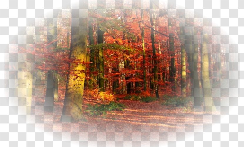 Desktop Wallpaper YouTube Display Resolution - Autumn - L Transparent PNG