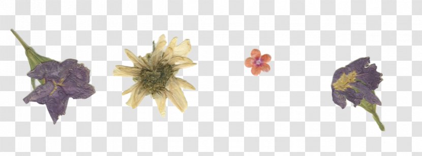 Pressed Flower Craft Paper - Drawing Transparent PNG