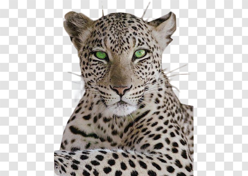 Leopard Cheetah Cat Black Panther Tiger - Big Cats - Zebra Transparent PNG