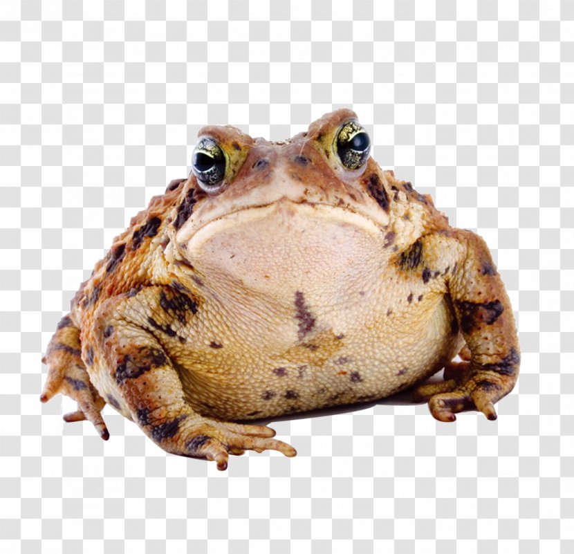Frog Amphibian American Toad Cane - Pseudepidalea Latastii Transparent PNG
