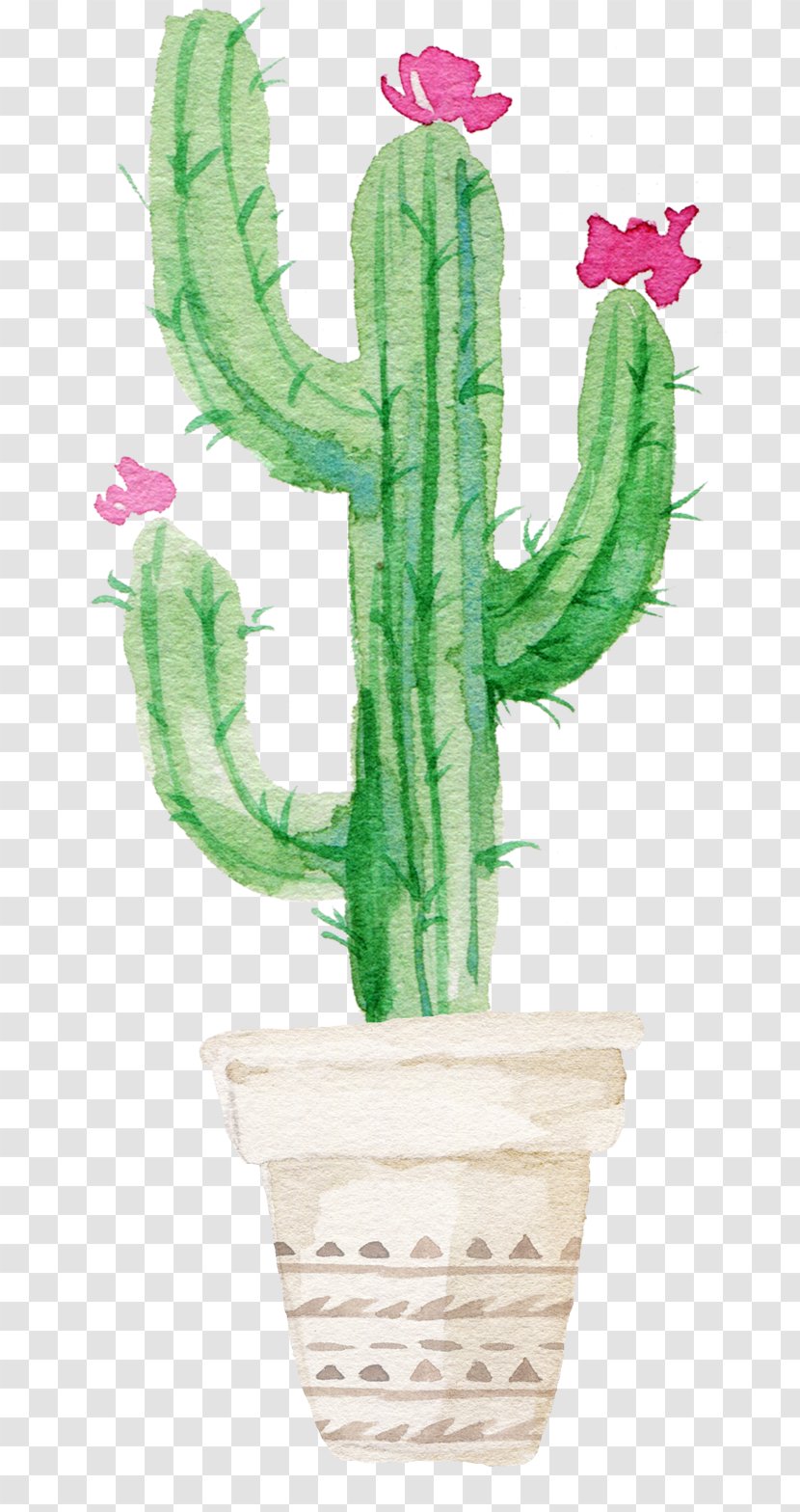 Cactaceae Succulent Plant Watercolor Painting Printmaking - Stem - Sen Department Aesthetic Cactus Transparent PNG