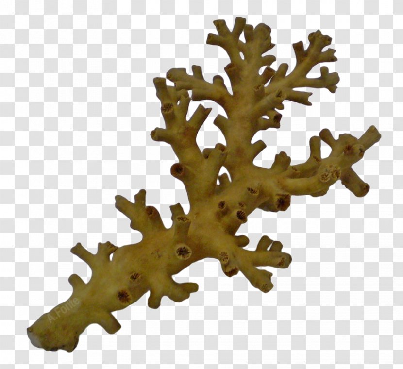 Great Barrier Reef Cnidaria Dendrophyllia Death Threat Sponge - Invertebrate - Aquatic Animal Transparent PNG