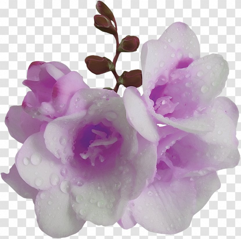 Flower Violet Purple Mauve - Lilac Transparent PNG