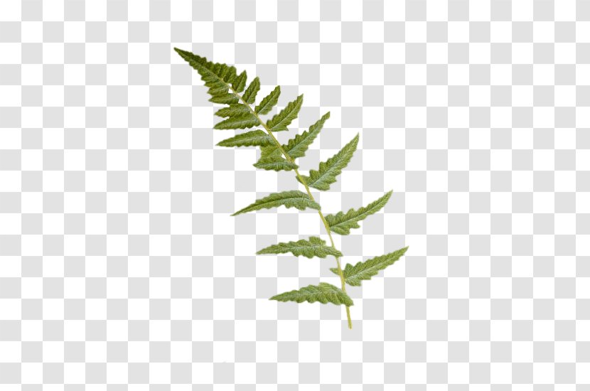 Fern Dryopteris Cristata Leaf Vascular Plant Burknar - Frond Transparent PNG