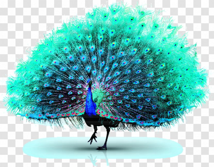 Asiatic Peafowl Green - Peacock Transparent PNG