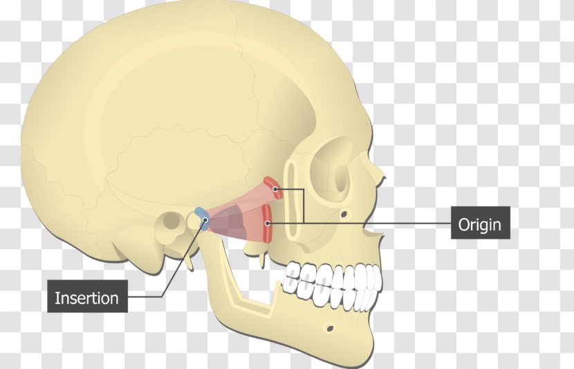 Lateral Pterygoid Muscle Medial Origin And Insertion Muscles Of Mastication Processes The Sphenoid - Temporomandibular Joint Transparent PNG