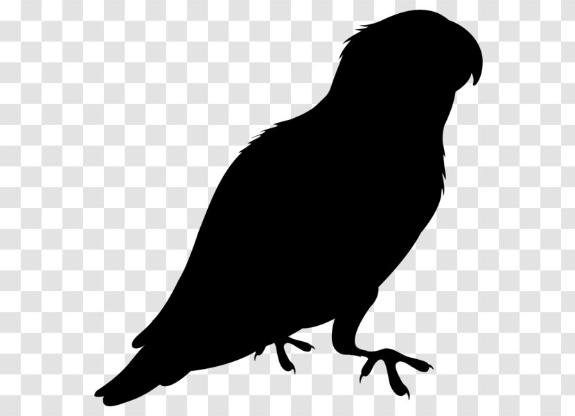 Beak Clip Art Fauna Silhouette - Crowlike Bird - Raven Transparent PNG