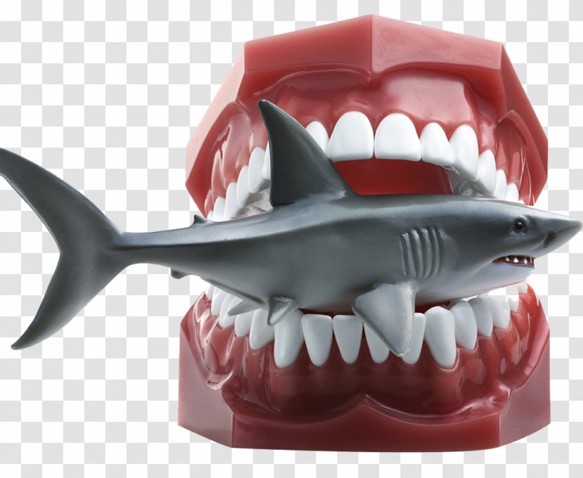 Shark Getty Images Stock Photography Download - Mouth - Model Transparent PNG