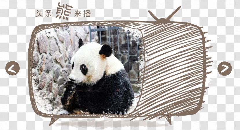 Giant Panda Fauna Snout Transparent PNG