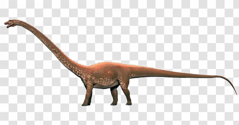 Diplodocus Velociraptor Brachiosaurus Dinosaur Sauropoda - Tail Transparent PNG