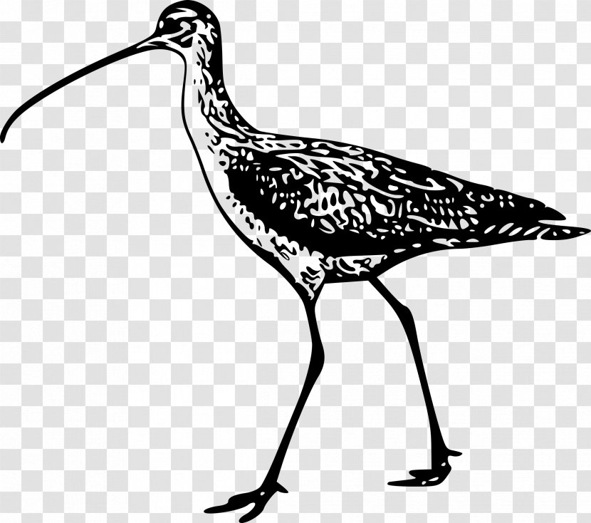 Bird Long-billed Curlew Eurasian Beak Drawing Transparent PNG