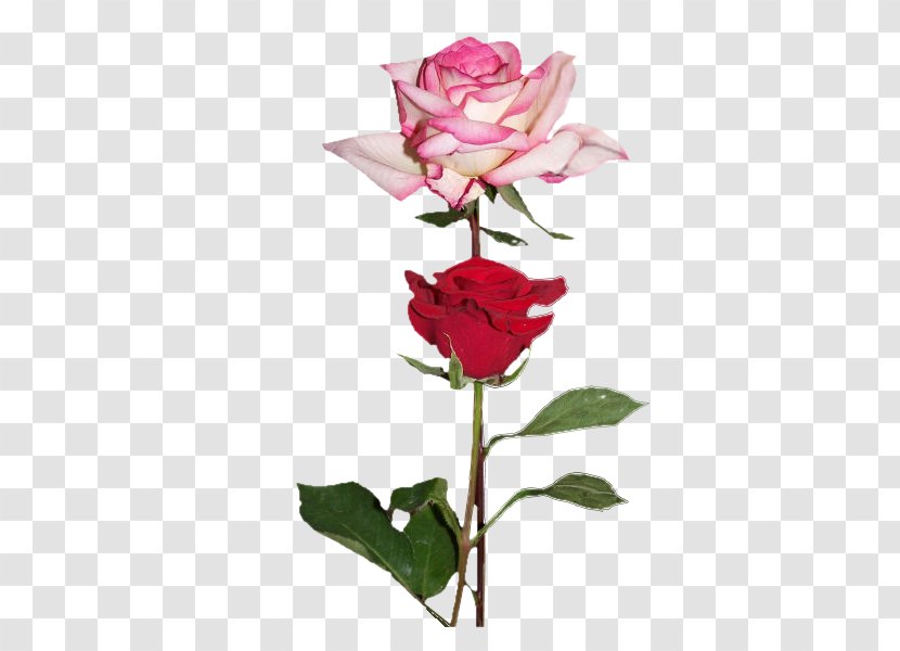 Garden Roses Love Flower Centifolia Floribunda - Rose Family Transparent PNG