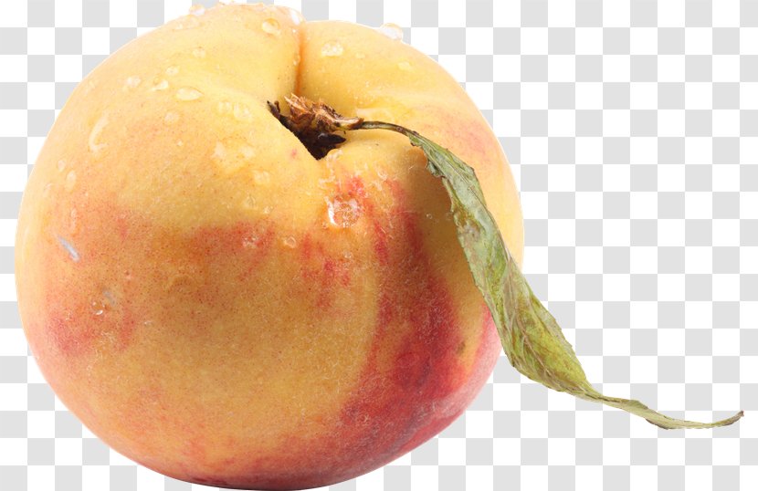 Peach Apricot Clip Art - Nectarine - Durazno Transparent PNG