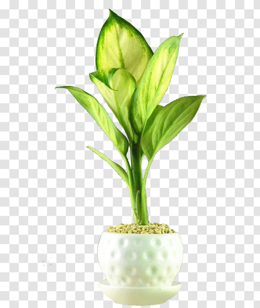 Flowerpot Houseplant Bonsai - Plant Stem - Small Potted Silver Queen Transparent PNG