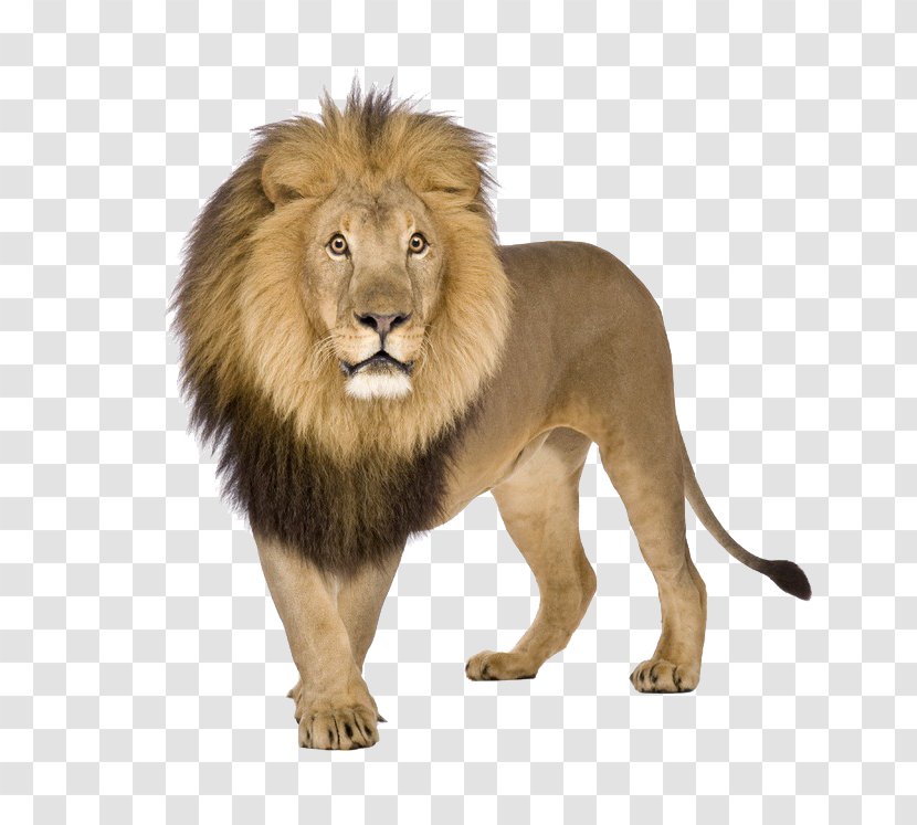 Lion Download Transparent PNG