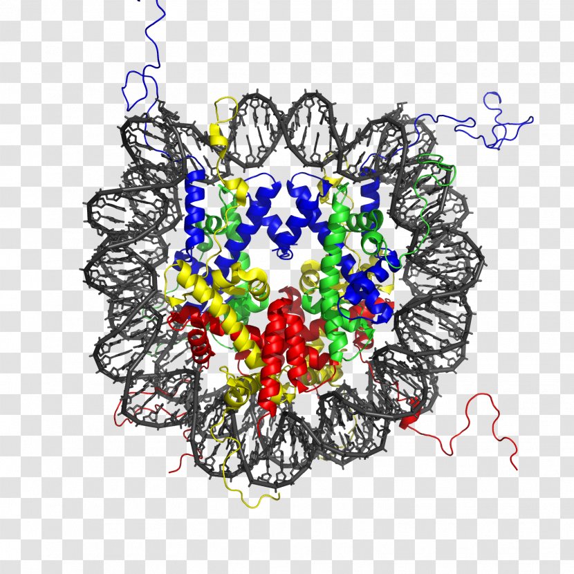 Nucleosome Histone Octamer Chromatin Structure - Floral Design Transparent PNG