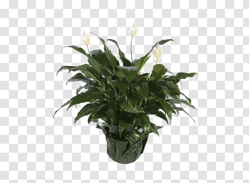 Peace Lily Flowerpot Houseplant - Herbaceous Plant - Flower Transparent PNG