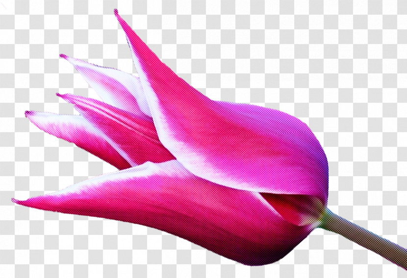 Pink Petal Flower Plant Pedicel Transparent PNG