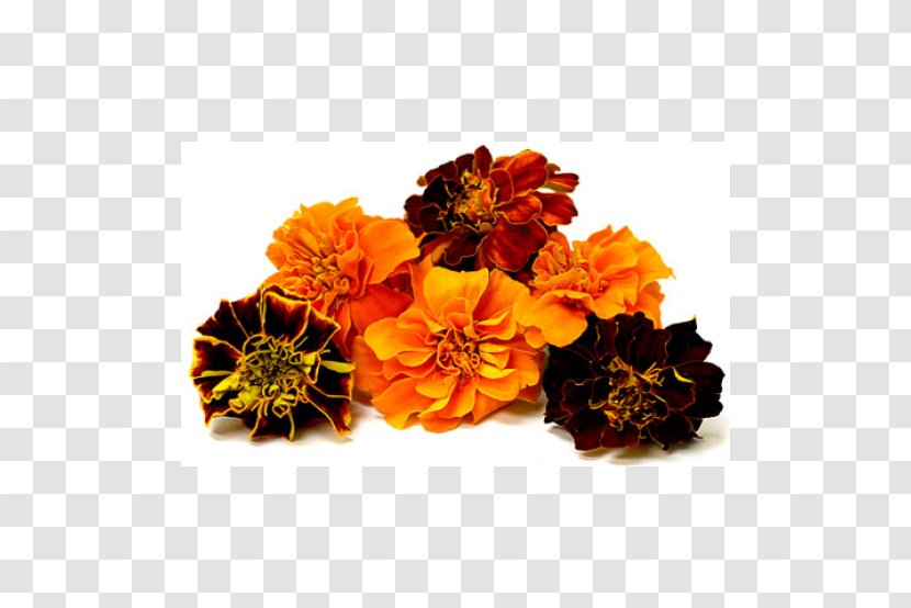 Flower Mexican Marigold Puja Lutein Seed - Daisy Family Transparent PNG