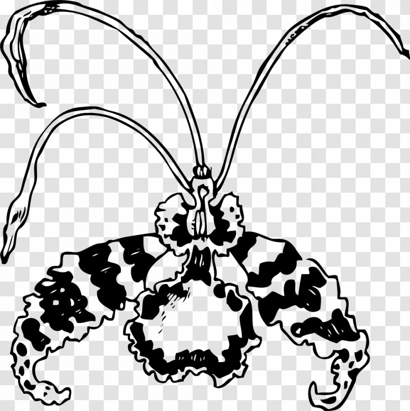 Moth Orchids Flower Clip Art - Membrane Winged Insect Transparent PNG