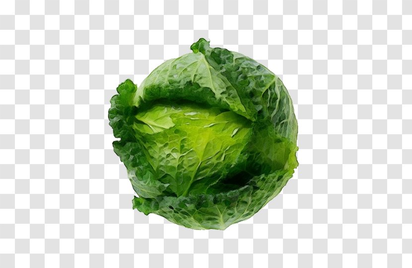 Leaf Vegetable Cabbage Cruciferous Vegetables Iceburg Lettuce - Savoy - Food Wild Transparent PNG