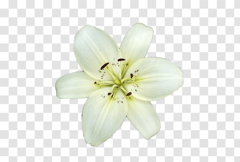 Lilium Candidum Garden Lilies Flower - White Transparent PNG