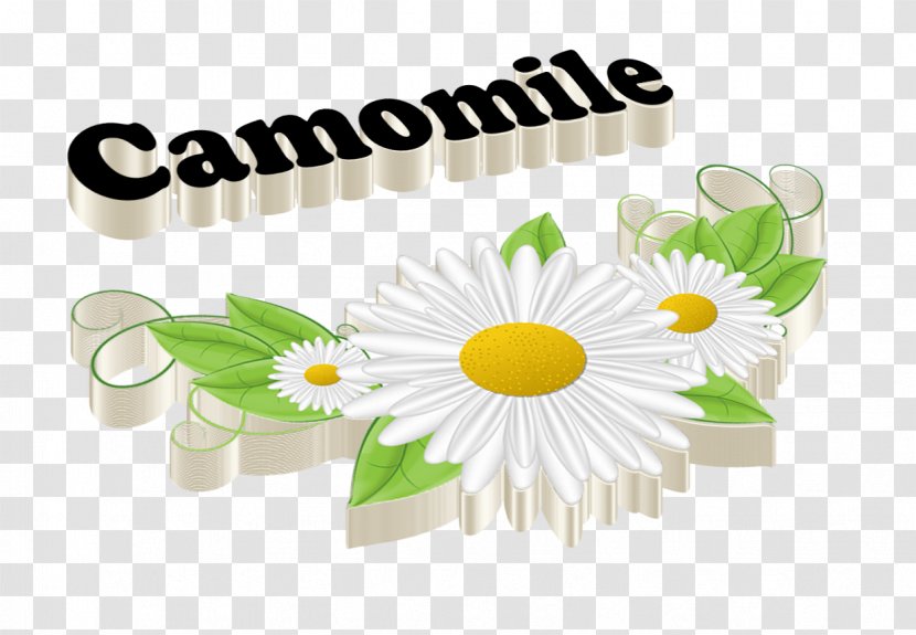 Chamomile - Name - Flower Transparent PNG