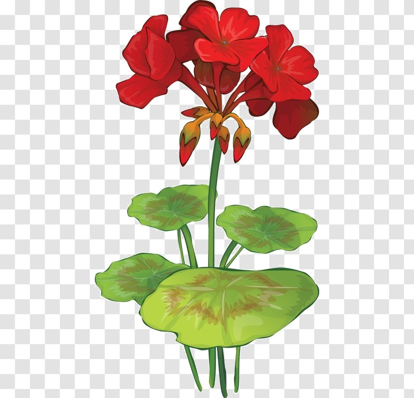 Wild Geranium Drawing Botanical Illustration Geraniums Image - Painting - Rote Blumen Transparent PNG