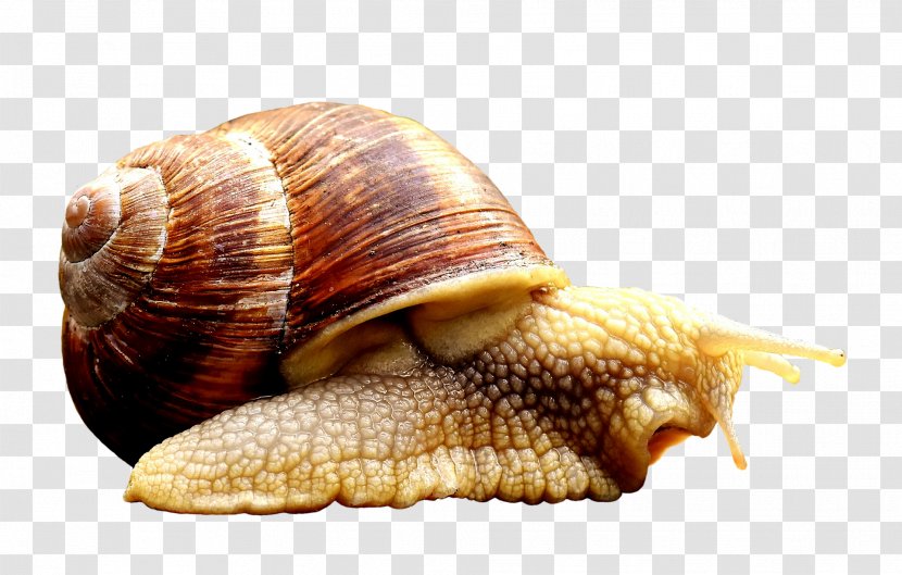 Underwater World Snail Animal Image Reptile Transparent PNG