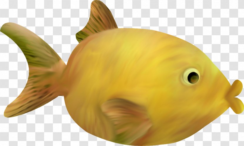 Fish Marine Biology Painting Fauna Transparent PNG