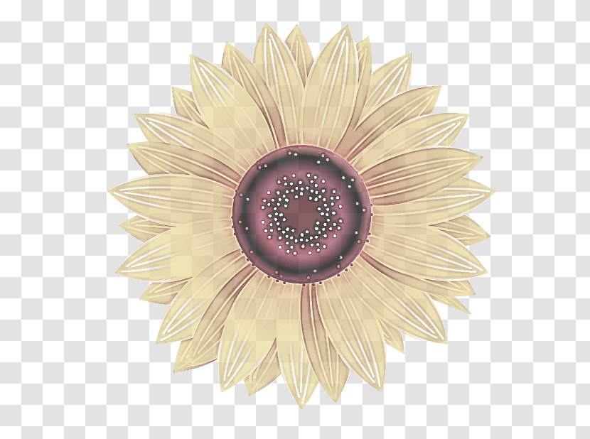 Sunflower - Plant - Daisy Family Petal Transparent PNG