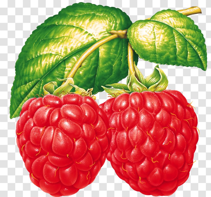 Raspberry Vegetable Fruit Tayberry - Food Transparent PNG
