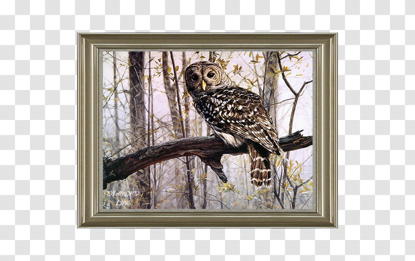 Owl Paint By Number Oil Art Painting Transparent PNG