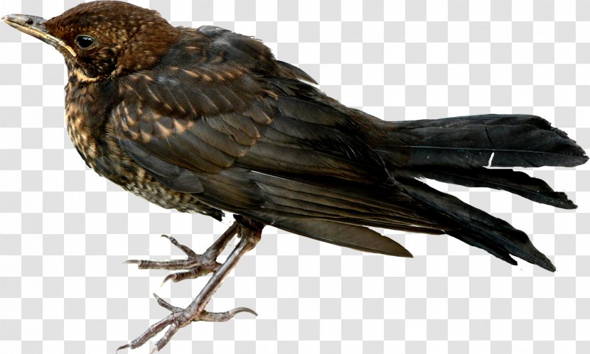 American Crow Finch Blackbird Beak - 45 Transparent PNG