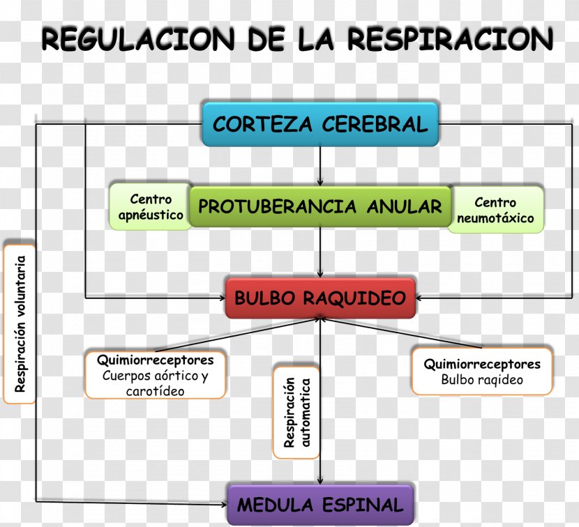 Breathing Human Physiology Arnas Aparatuaren Fisiologia Pedagogy - Mayo Transparent PNG