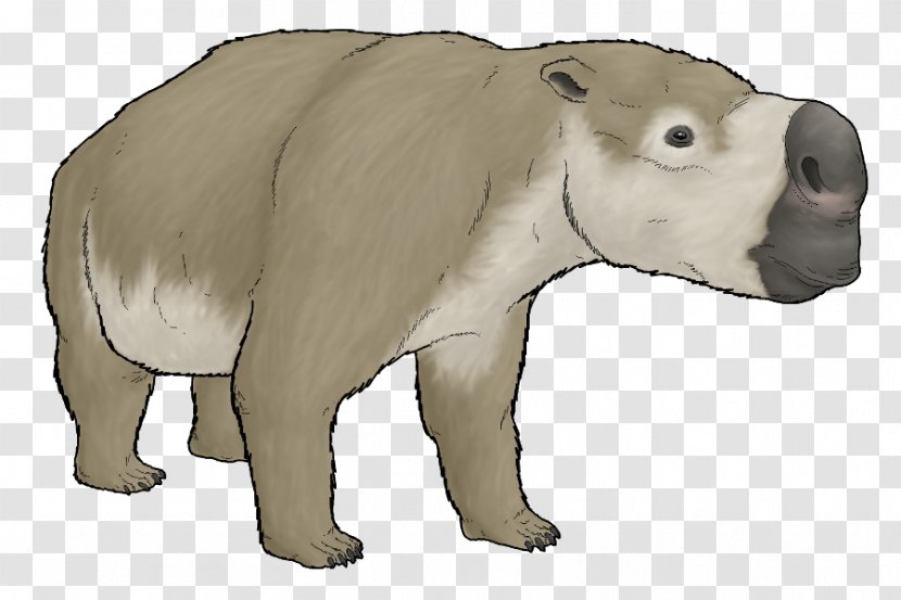 Diprotodontia Polar Bear Wombat Metatheria Transparent PNG