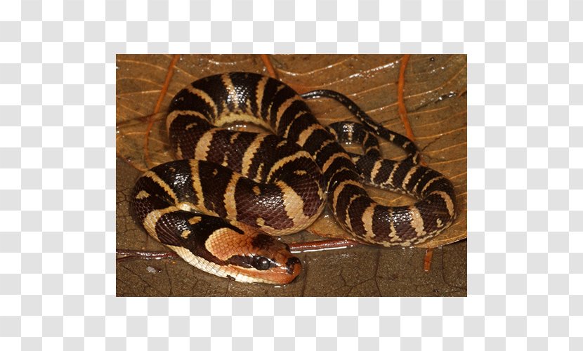 Boa Constrictor Hognose Snake Rattlesnake Kingsnakes Vipers - Organism Transparent PNG