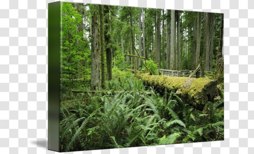 Temperate Broadleaf And Mixed Forest Rainforest Vegetation Woodland - Tree - Rain Transparent PNG