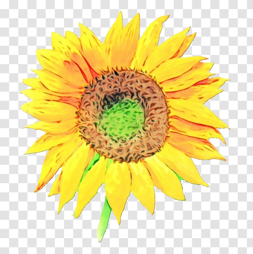 Sunflower - Flower - Cut Flowers Pollen Transparent PNG